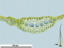 Dicranum flexicaule