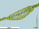 Dicranum flexicaule