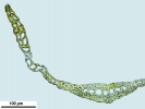 Dicranum flexicaule