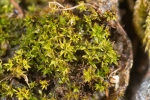 Hydrogonium amplexifolium