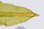 Hydrogonium amplexifolium