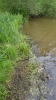 Riccia fluitans