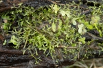 Riccia fluitans