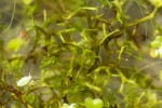 Riccia fluitans