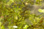 Riccia fluitans
