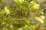 Riccia fluitans