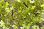 Riccia fluitans