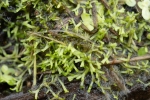 Riccia fluitans