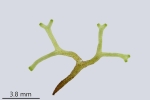 Riccia fluitans