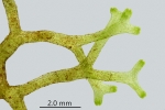 Riccia fluitans