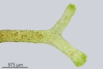 Riccia fluitans
