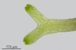 Riccia fluitans