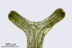 Riccia fluitans