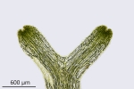 Riccia fluitans