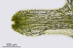 Riccia fluitans