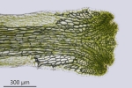 Riccia fluitans