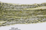 Riccia fluitans