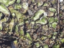 Mannia californica