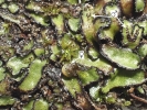 Mannia californica