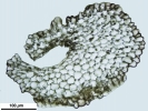 Mannia californica
