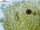 Mannia californica