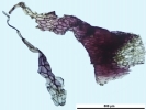 Mannia californica