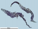 Mannia californica