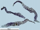 Mannia californica