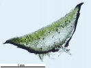 Mannia californica