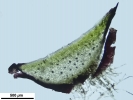 Mannia californica