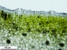 Mannia californica