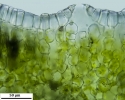 Mannia californica