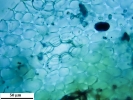 Mannia californica
