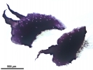 Mannia californica