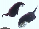 Mannia californica