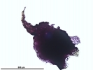 Mannia californica