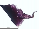 Mannia californica