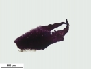 Mannia californica