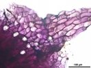 Mannia californica