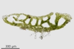 Riccia fluitans