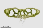 Riccia fluitans