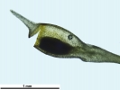 Amphidium mougeotii