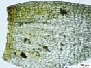 Amphidium mougeotii