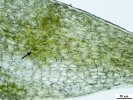 Amphidium mougeotii
