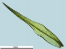 Amphidium mougeotii