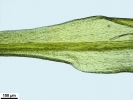 Amphidium mougeotii