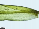 Amphidium mougeotii