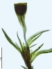 Amphidium lapponicum