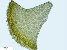 Amphidium lapponicum