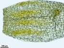 Amphidium lapponicum